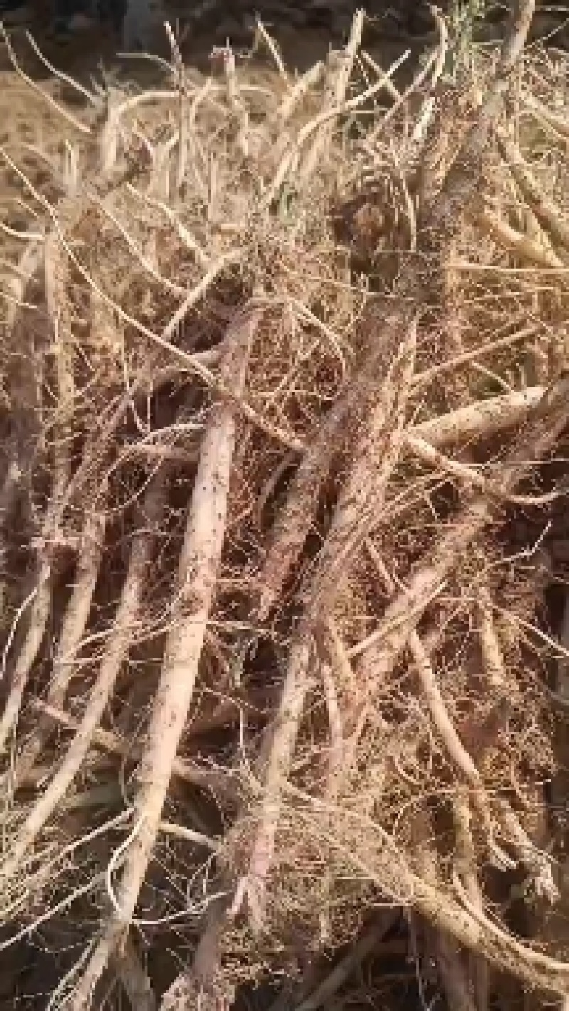 内蒙赤峰干牛膝产新