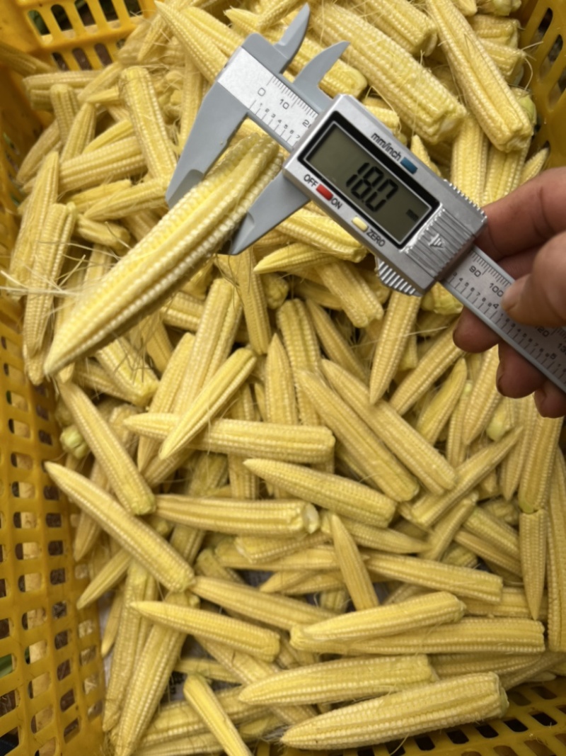 玉米笋。大量基地直发。9000亩成品质量品质要求高
