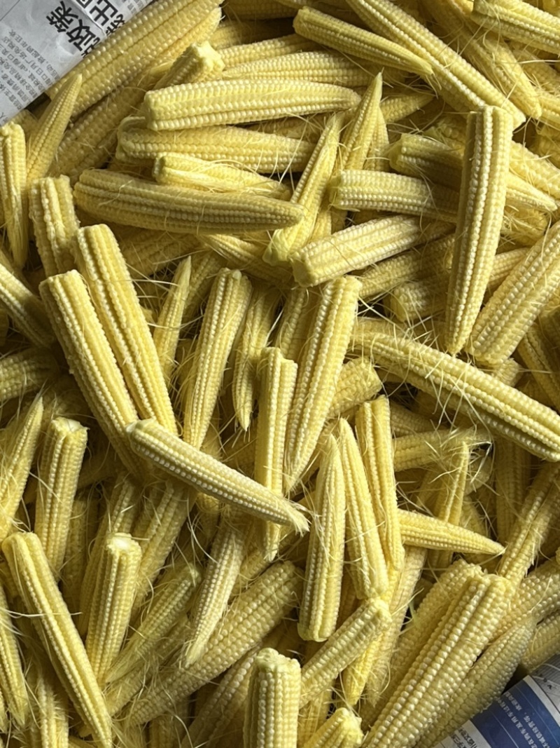 玉米笋。大量基地直发。9000亩成品质量品质要求高