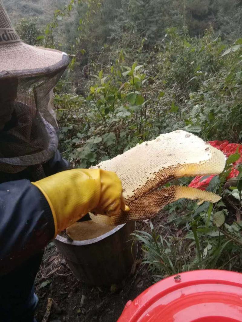 湖南野生土蜂蜜一年取一次精品土蜂蜜品质保证欢迎来电