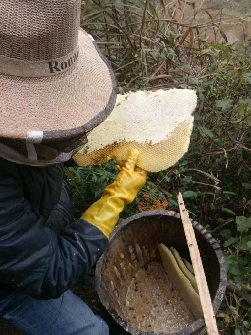 湖南野生土蜂蜜一年取一次精品土蜂蜜品质保证欢迎来电