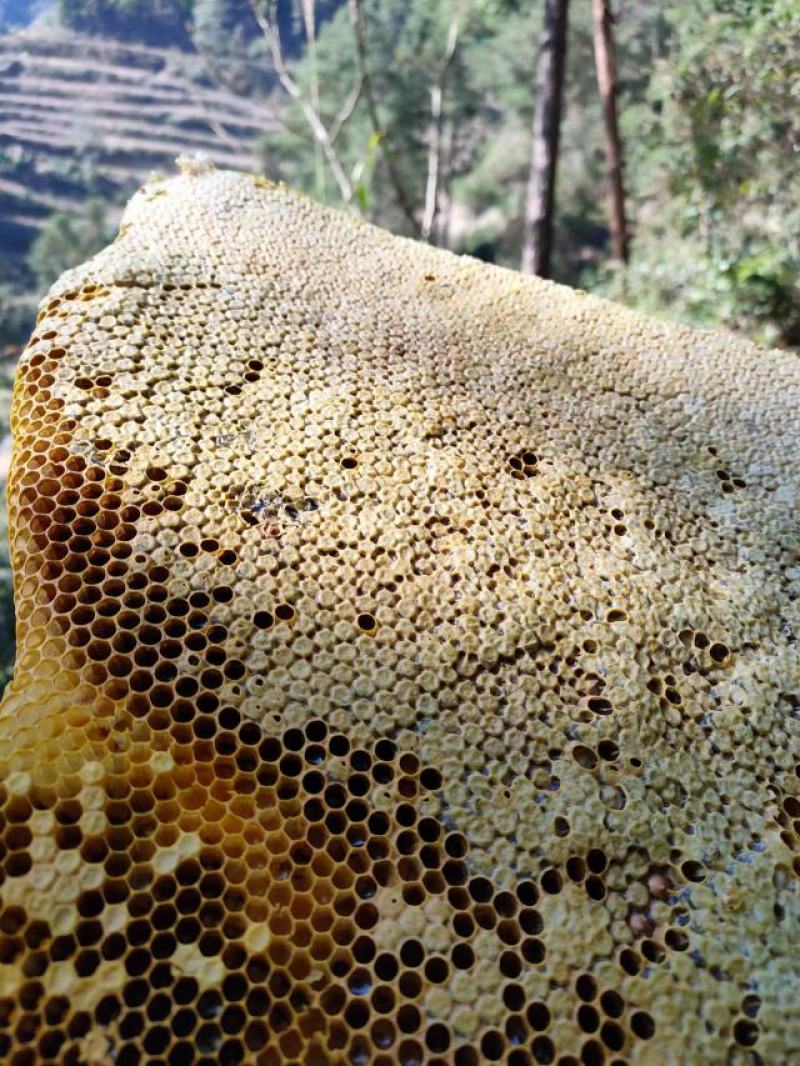 湖南野生土蜂蜜一年取一次精品土蜂蜜品质保证欢迎来电