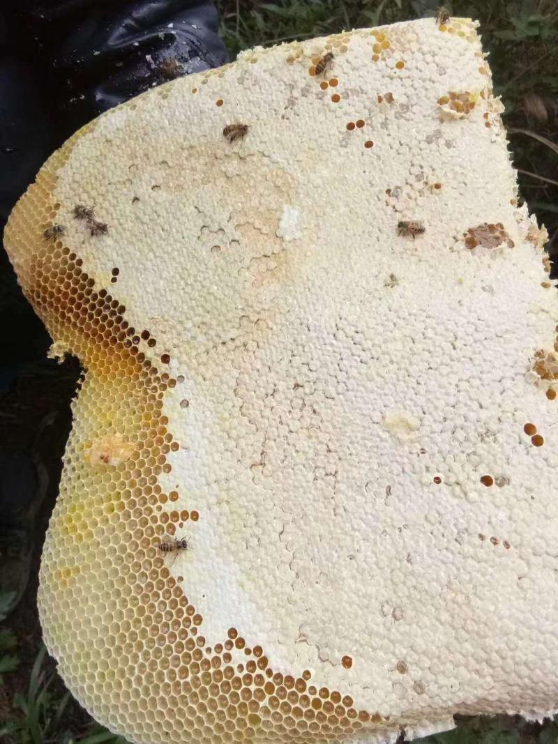 湖南野生土蜂蜜一年取一次精品土蜂蜜品质保证欢迎来电