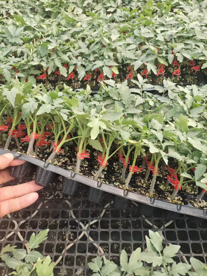 大红果番茄苗，早熟精品大果，抗青枯病抗根腐病