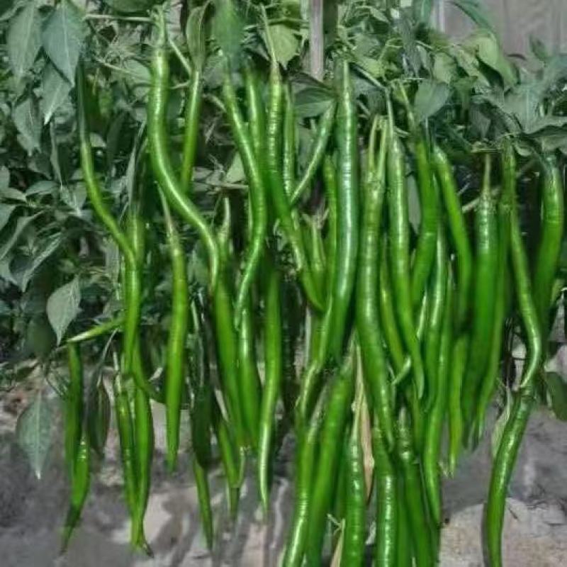 辣椒苗，线椒苗，二荆条苗，尖椒苗，朝天椒苗