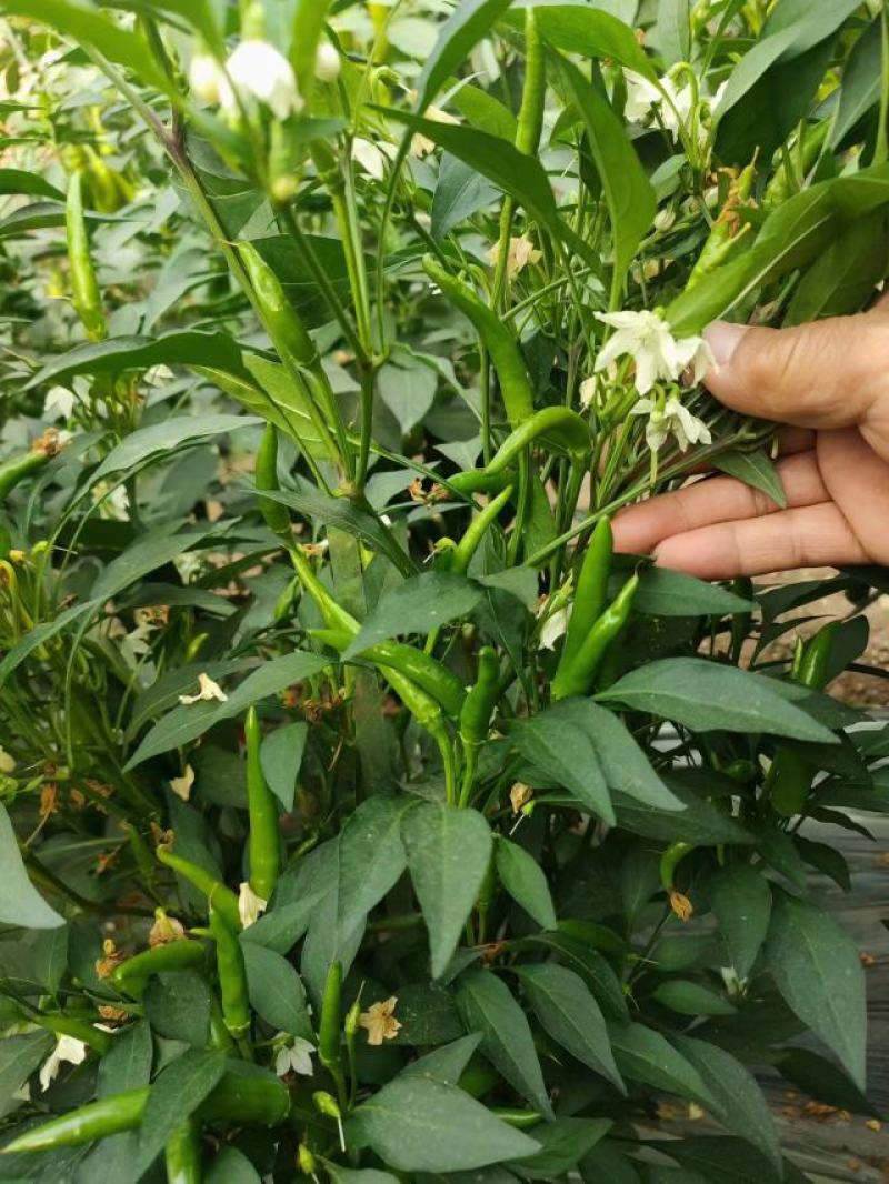 辣椒苗，线椒苗，二荆条苗，尖椒苗，朝天椒苗