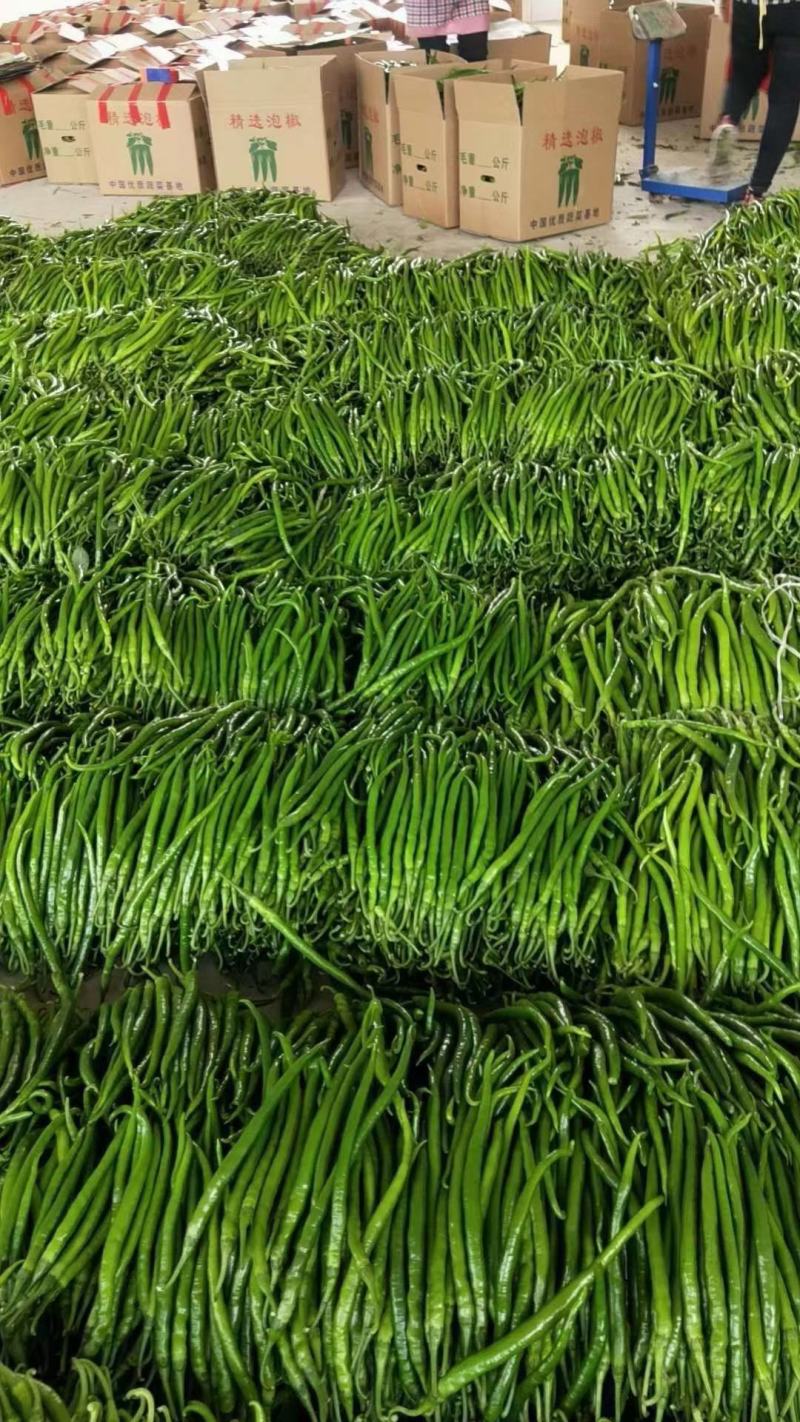 辣椒苗，线椒苗，二荆条苗，尖椒苗，朝天椒苗