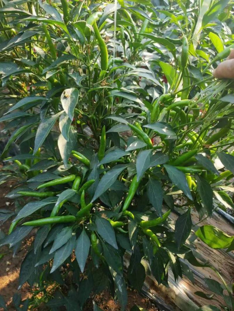 辣椒苗，线椒苗，二荆条苗，尖椒苗，朝天椒苗