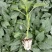 辣椒苗，线椒苗，二荆条苗，尖椒苗，朝天椒苗