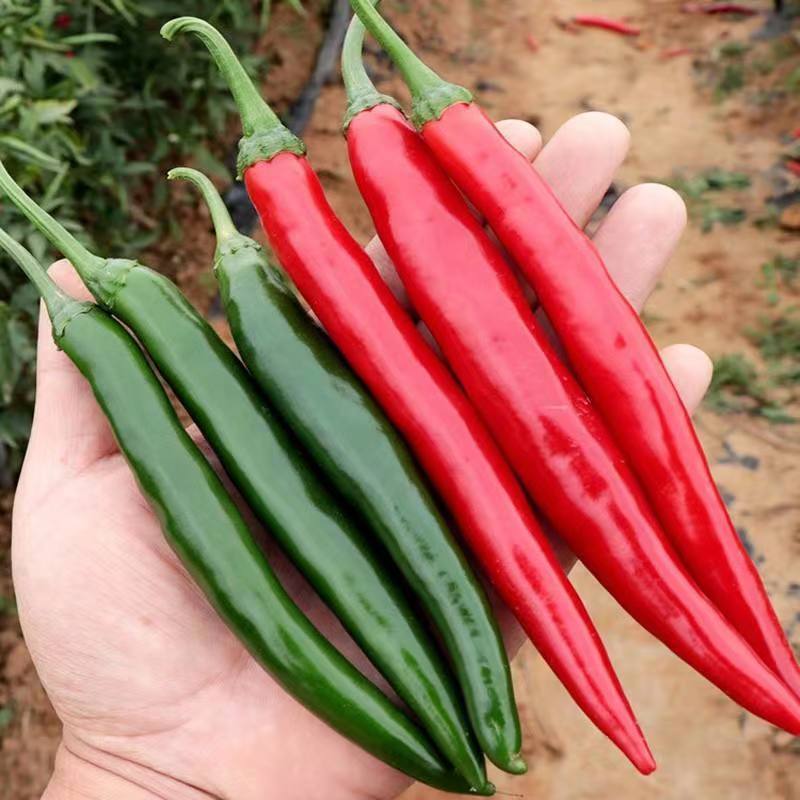 辣椒苗，线椒苗，二荆条苗，尖椒苗，朝天椒苗