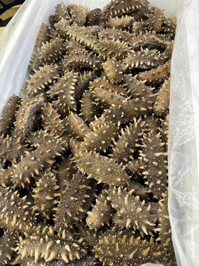 大连海参即食海参工艺海刺参辽参真空独立包装