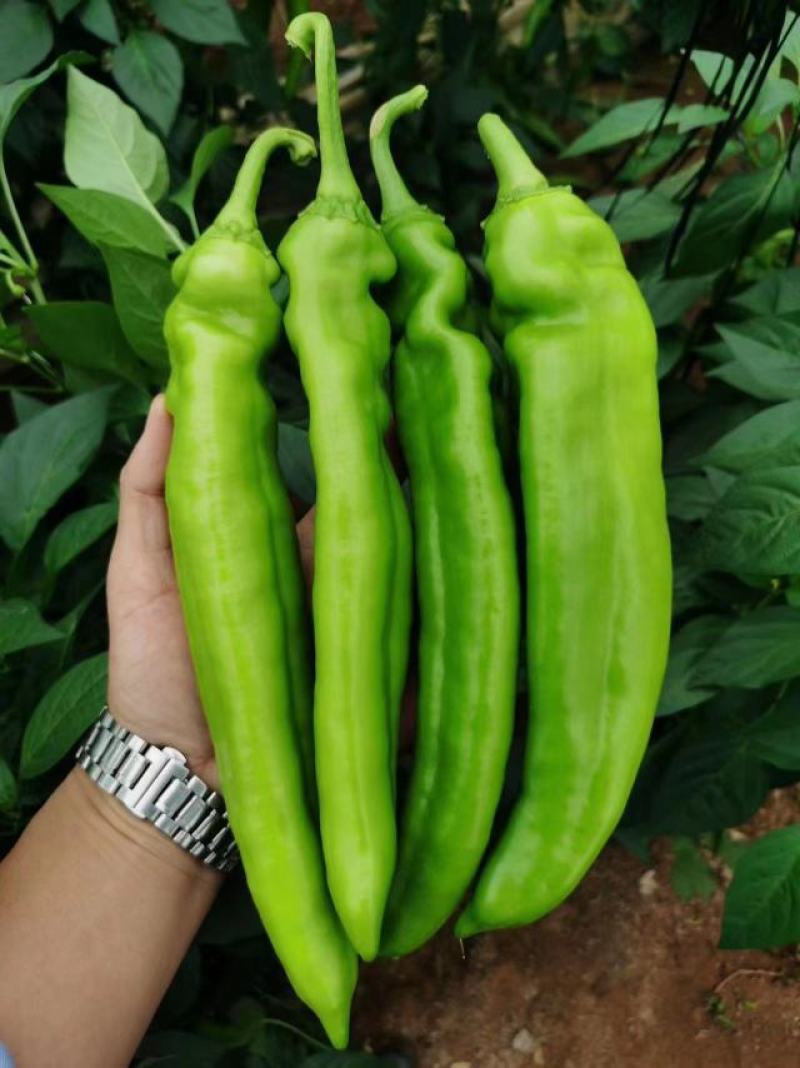大果黄皮尖椒苗，牛角椒苗，羊角椒苗彩椒苗
