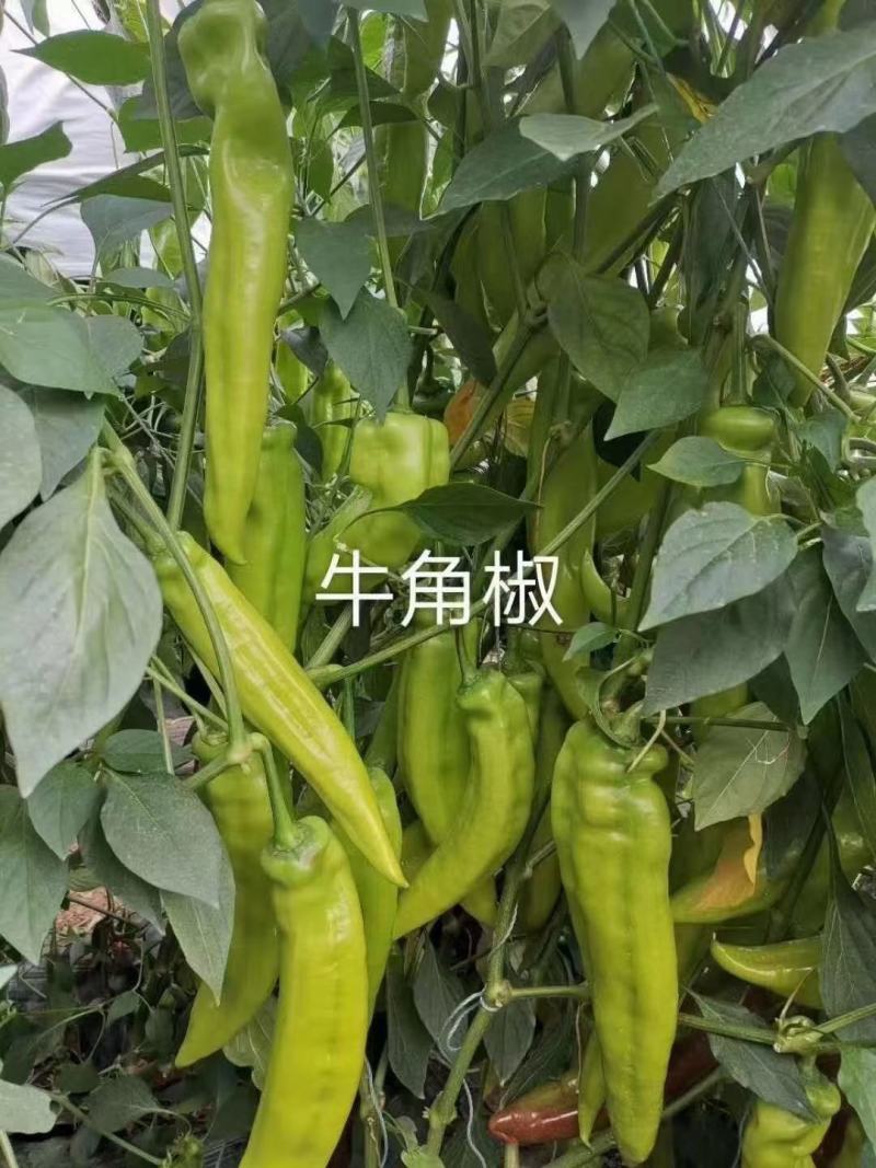 大果黄皮尖椒苗，牛角椒苗，羊角椒苗彩椒苗