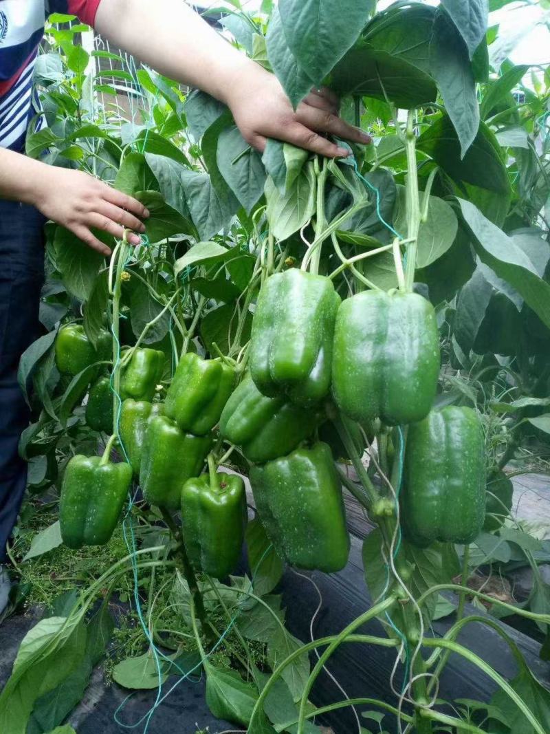 大果黄皮尖椒苗，牛角椒苗，羊角椒苗彩椒苗