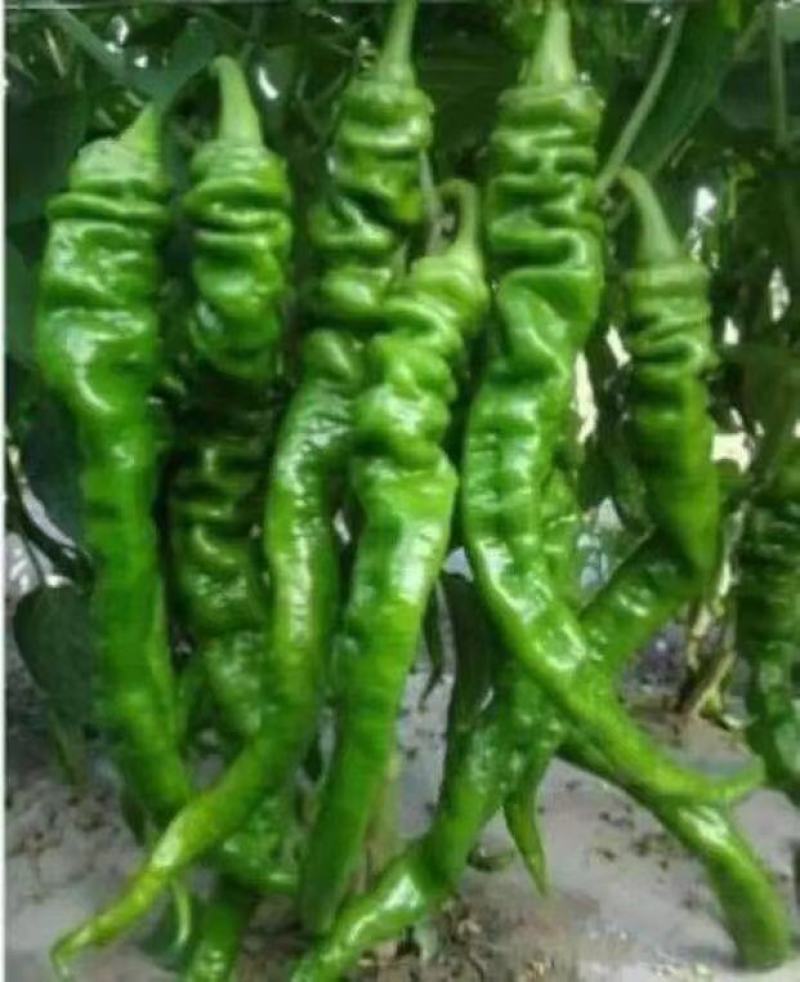 螺丝椒苗，泡椒苗，辣妹子苗，美人椒苗