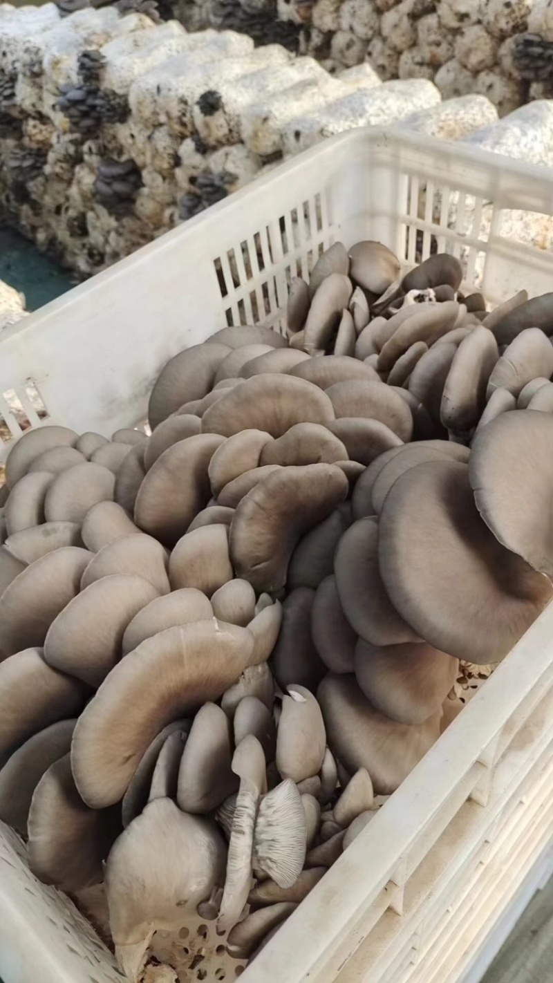鲜平菇大量上市，欢迎莅临参观采购