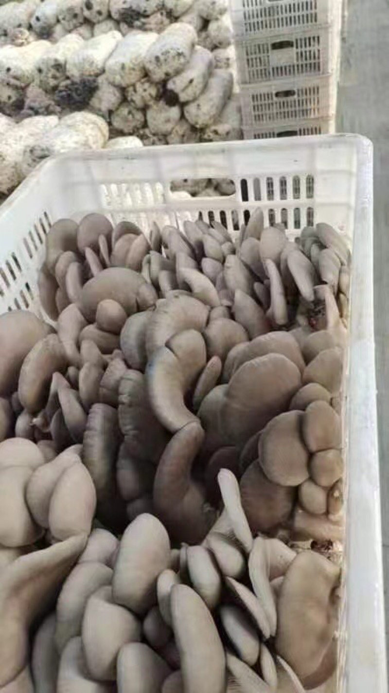 鲜平菇大量上市，欢迎莅临参观采购