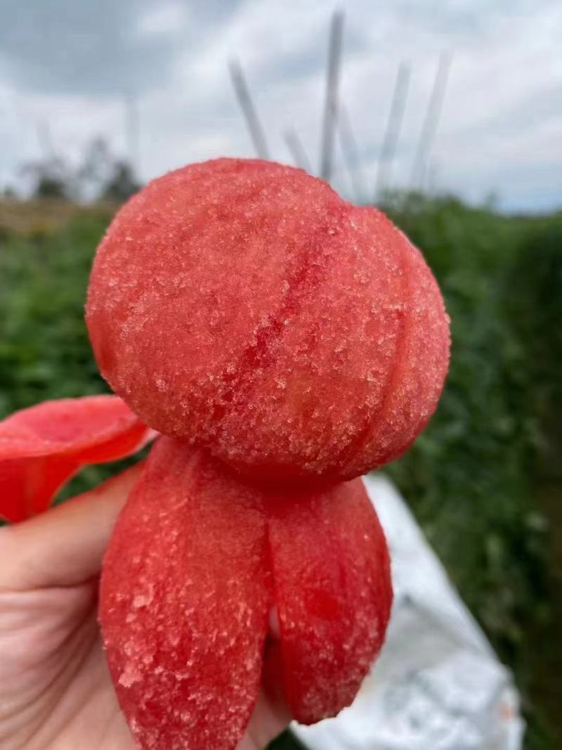 西红柿苗，普罗旺斯口感番茄苗，基地直发