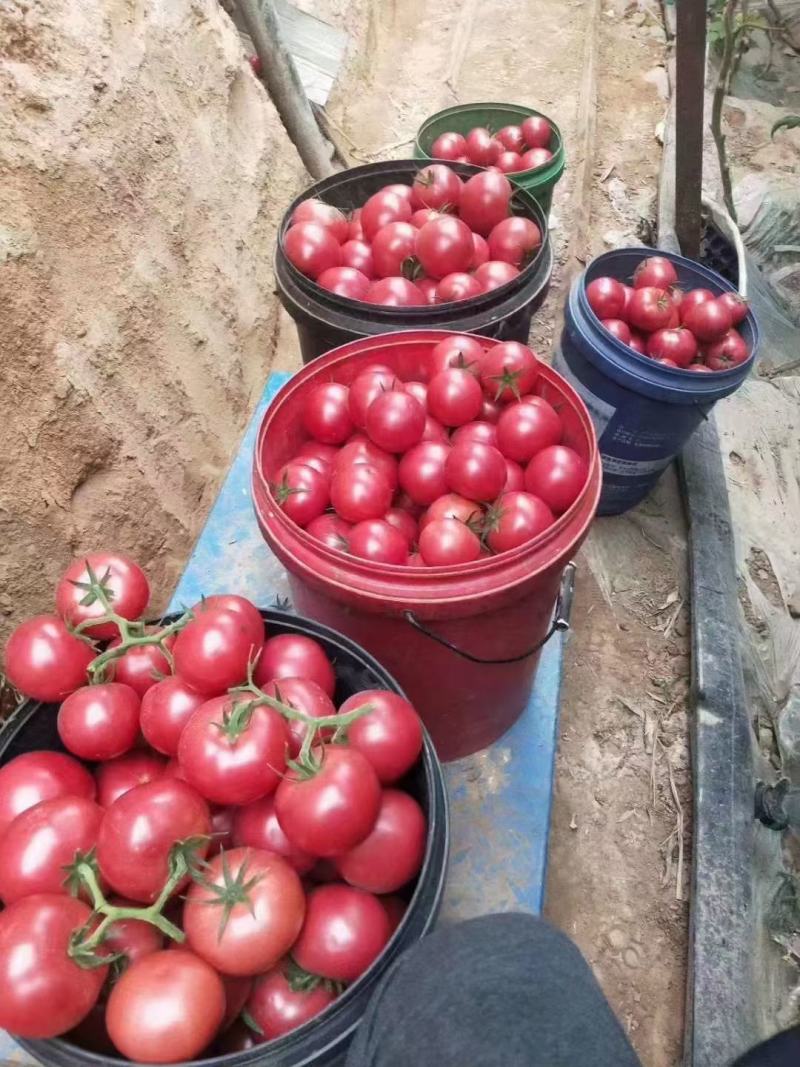 西红柿苗，普罗旺斯口感番茄苗，基地直发