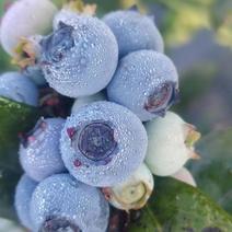 凉山蓝莓