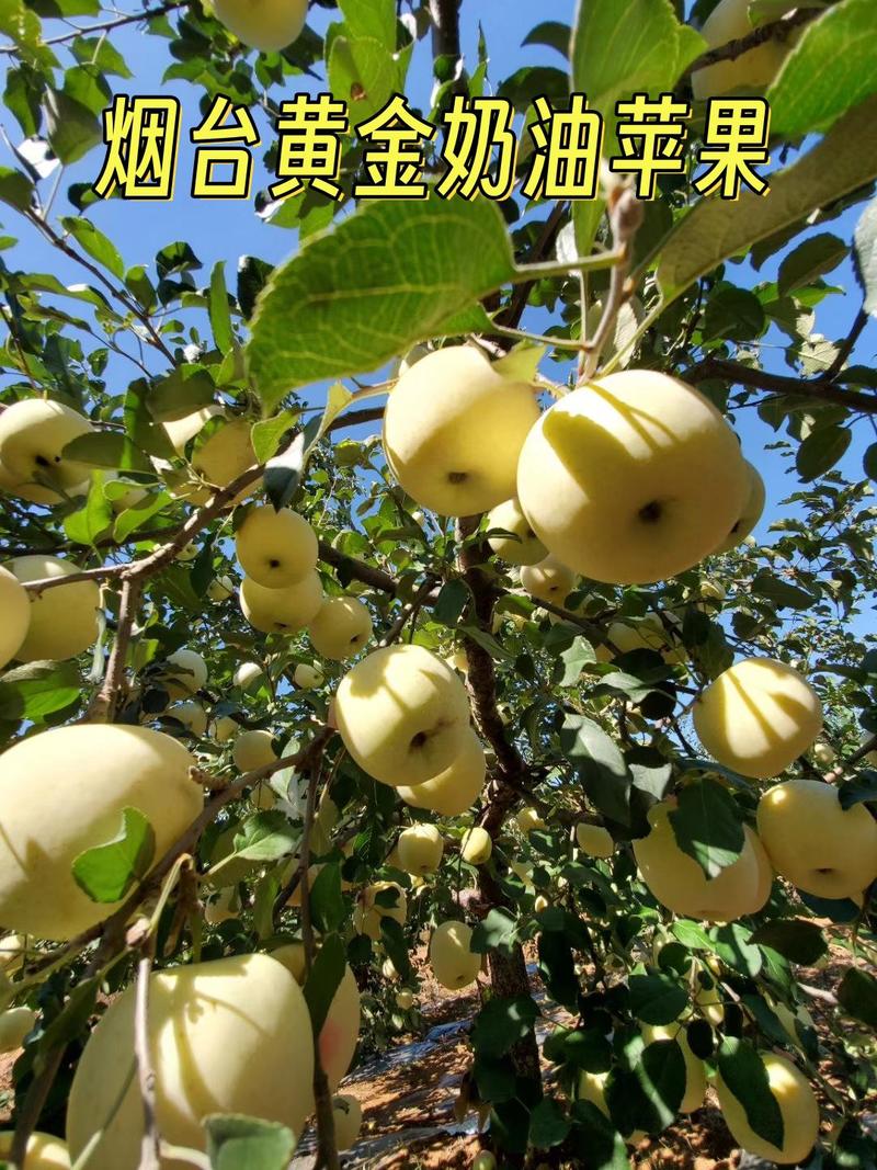 【包邮】苹果烟台奶油富士苹果产地直发85以上大果