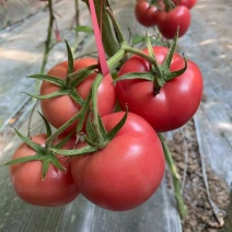 粉果番茄苗越夏品种，耐高温，高抗病毒抗线虫