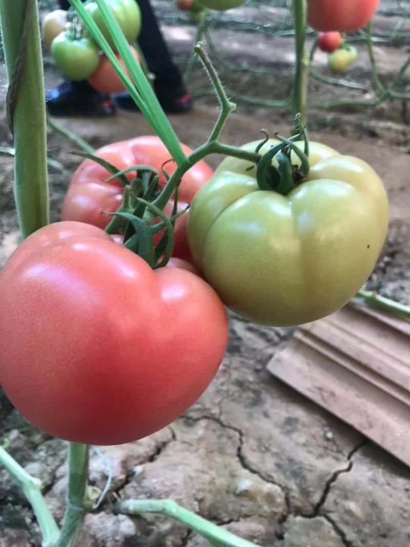 粉果番茄苗越夏品种，耐高温，高抗病毒抗线虫