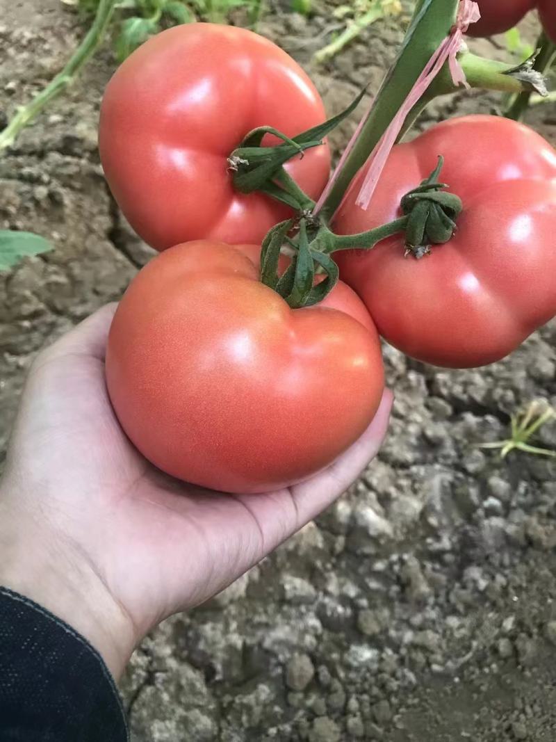 粉果番茄苗越夏品种，耐高温，高抗病毒抗线虫