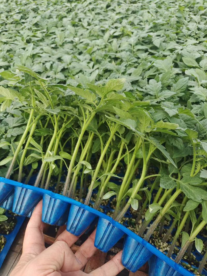 粉果番茄苗越夏品种，耐高温，高抗病毒抗线虫