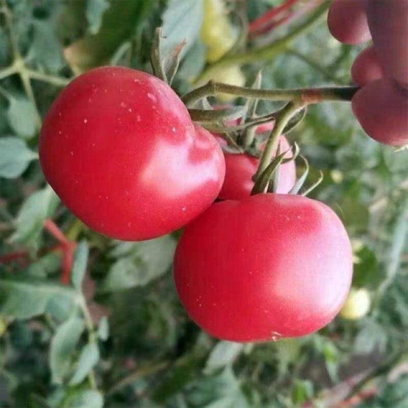 粉果番茄苗越夏品种，耐高温，高抗病毒抗线虫