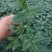 粉果番茄苗越夏品种，耐高温，高抗病毒抗线虫