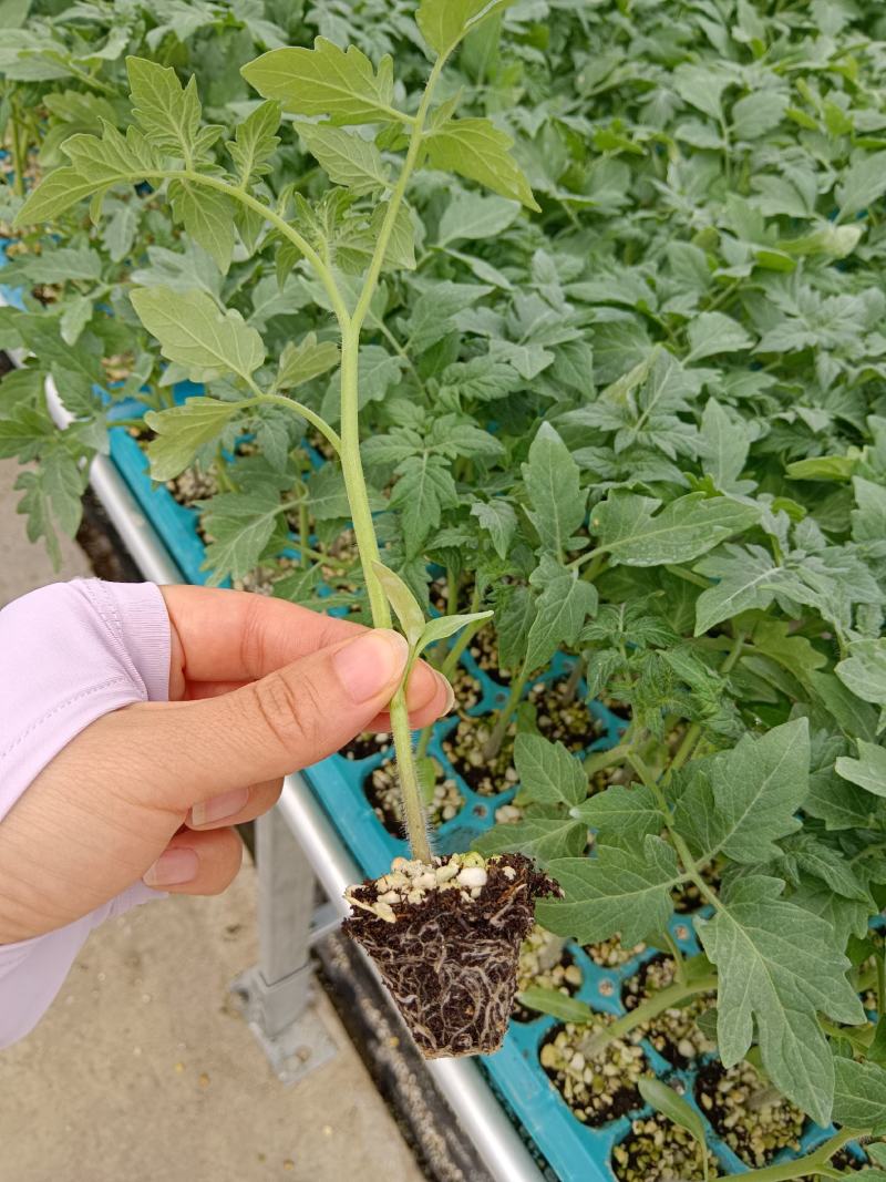 粉果番茄苗越夏品种，耐高温，高抗病毒抗线虫