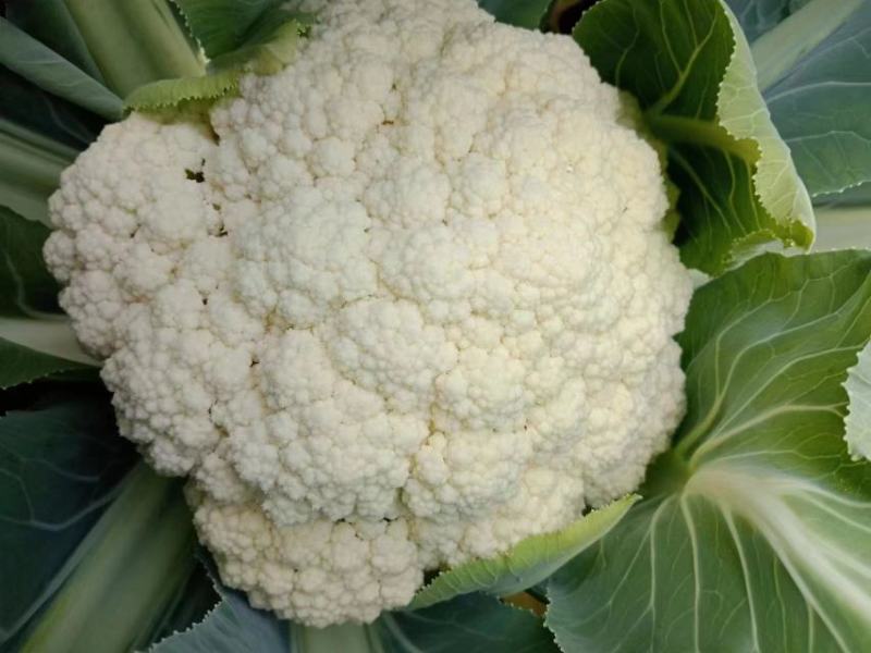 青梗花菜苗，西兰花苗耐寒性好