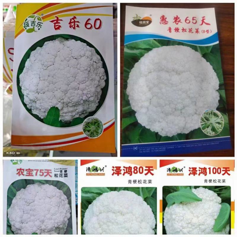青梗花菜苗，西兰花苗耐寒性好