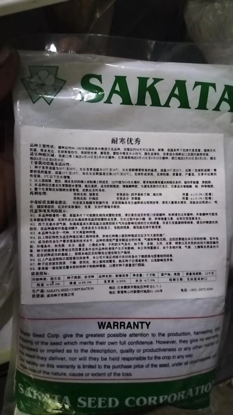 青梗花菜苗，西兰花苗耐寒性好