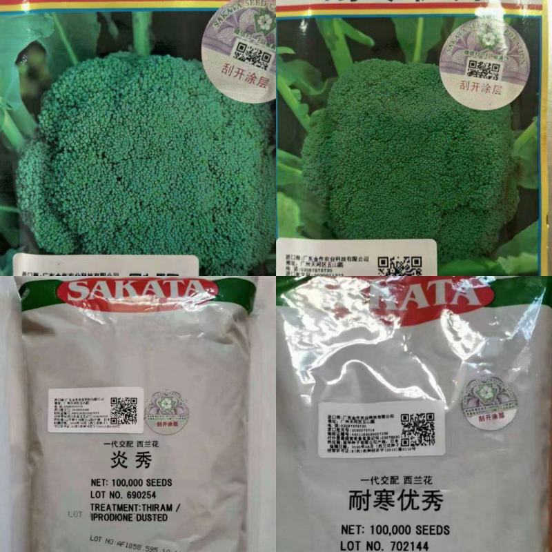 青梗花菜苗，西兰花苗耐寒性好