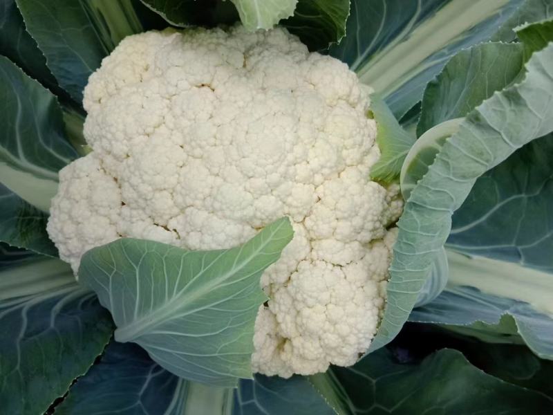 青梗花菜苗，西兰花苗耐寒性好