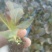 芹菜苗，生菜苗，基地直发品种齐全