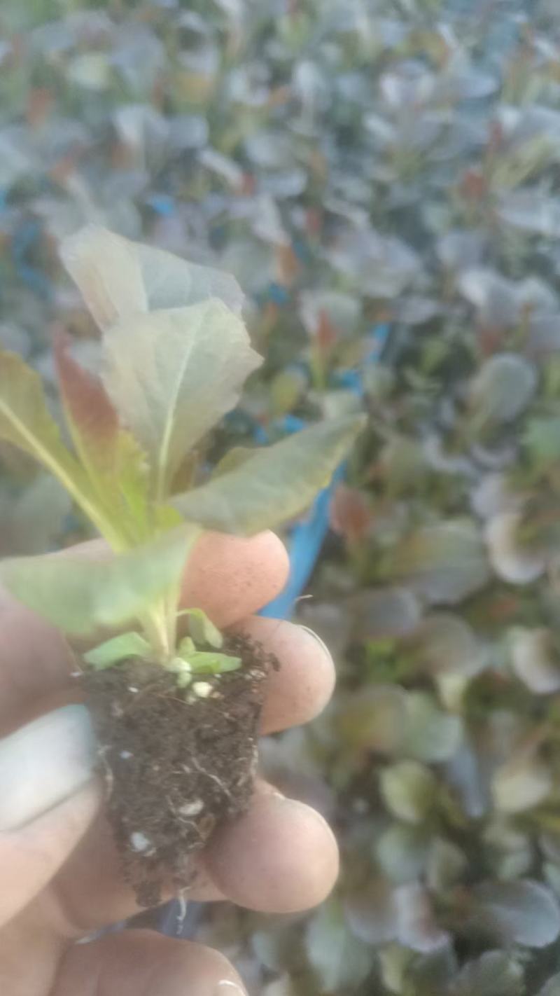 芹菜苗，生菜苗，基地直发品种齐全