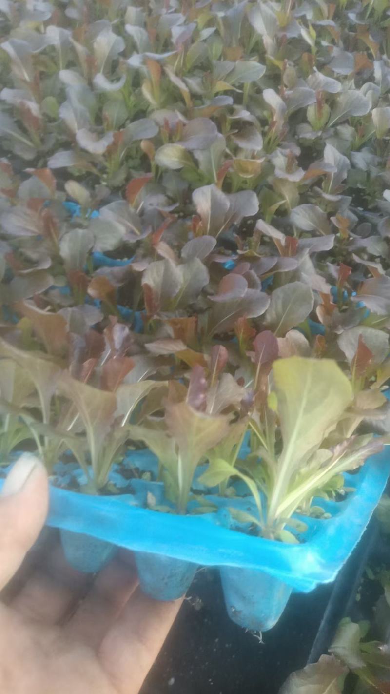 芹菜苗，生菜苗，基地直发品种齐全
