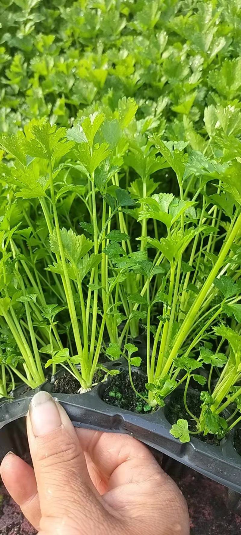 芹菜苗，生菜苗，基地直发品种齐全