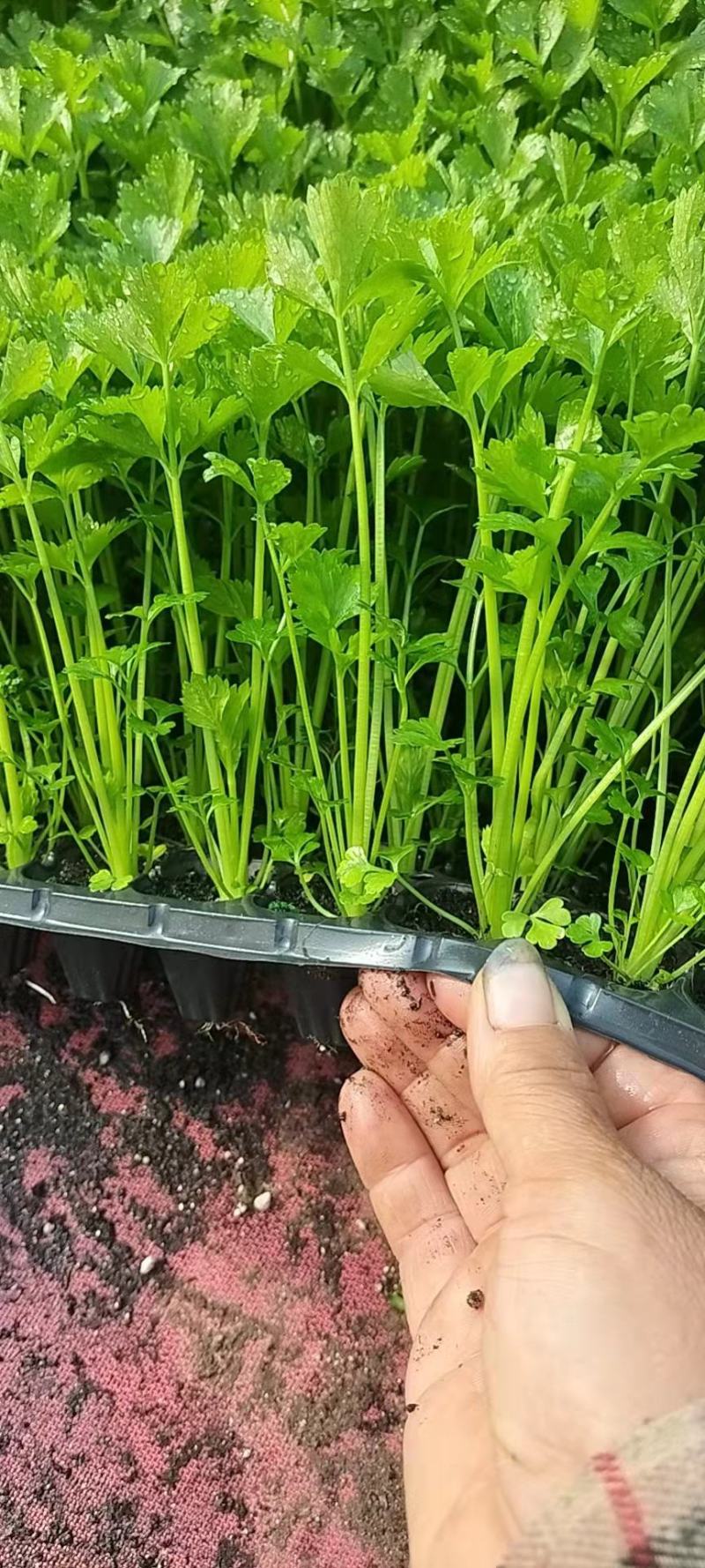 芹菜苗，生菜苗，基地直发品种齐全