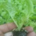 芹菜苗，生菜苗，基地直发品种齐全