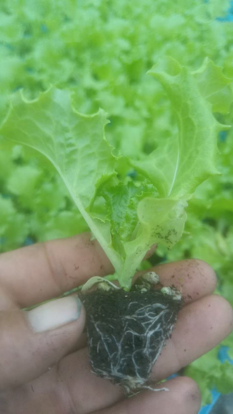 芹菜苗，生菜苗，基地直发品种齐全