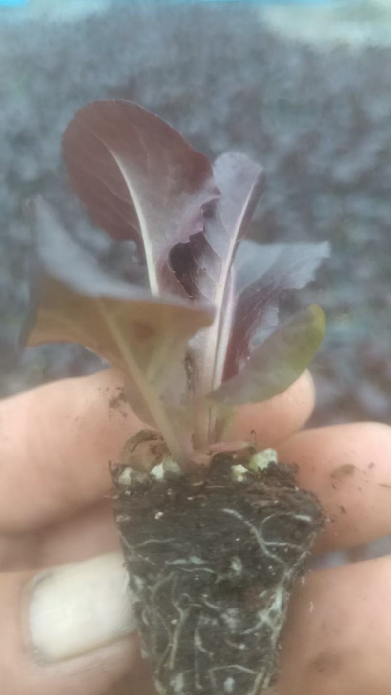 芹菜苗，生菜苗，基地直发品种齐全