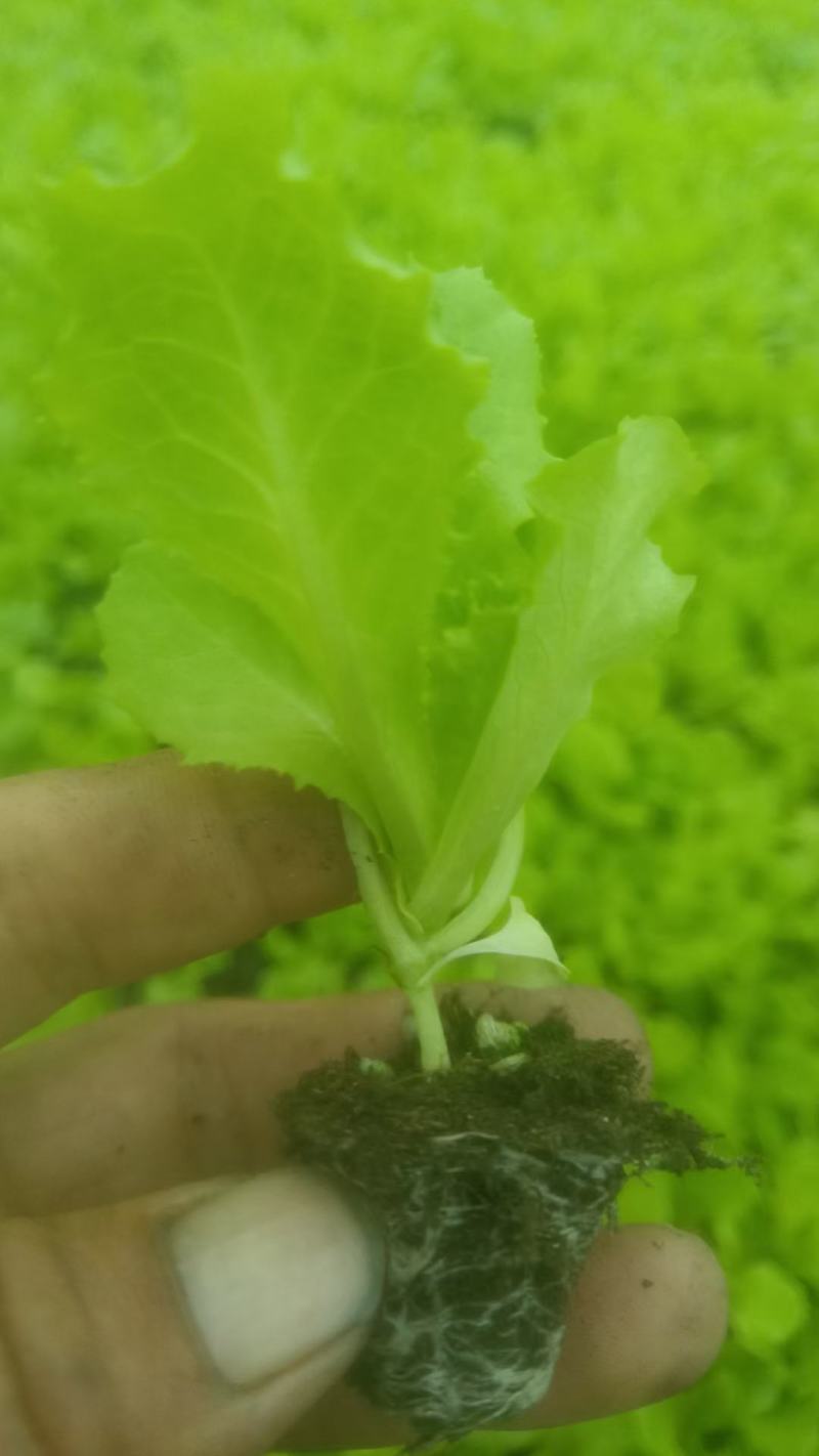 芹菜苗，生菜苗，基地直发品种齐全