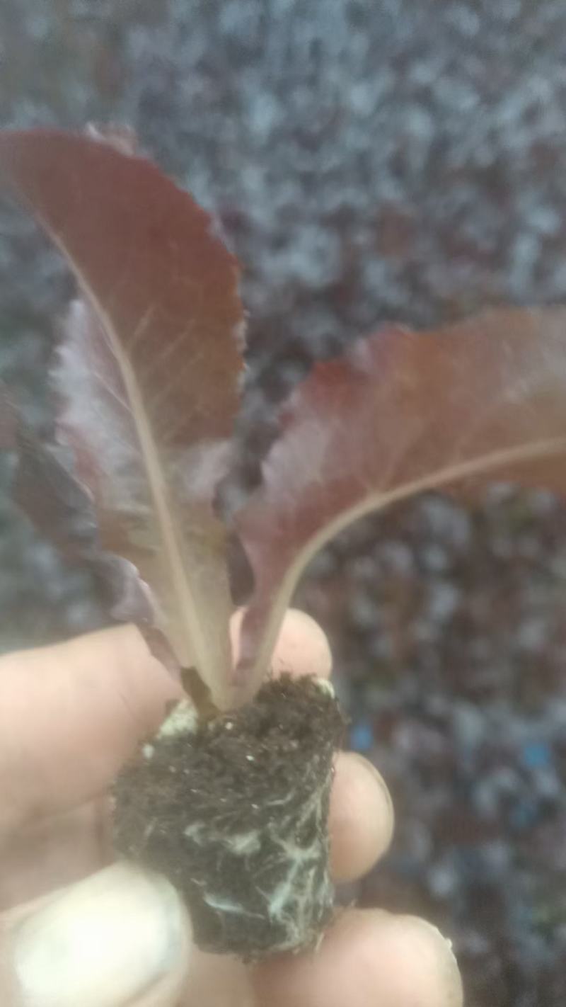 芹菜苗，生菜苗，基地直发品种齐全