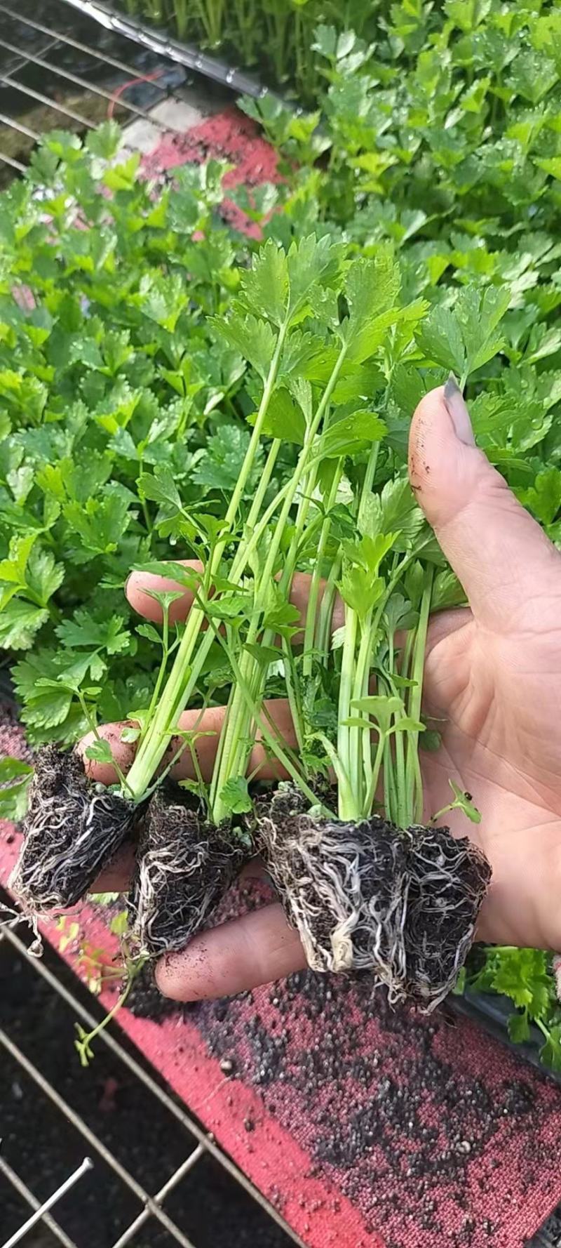 芹菜苗，生菜苗，基地直发品种齐全