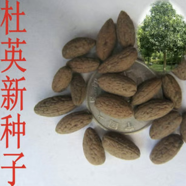 新采优质杜英种子颗粒饱满，质量好价格低发芽率高