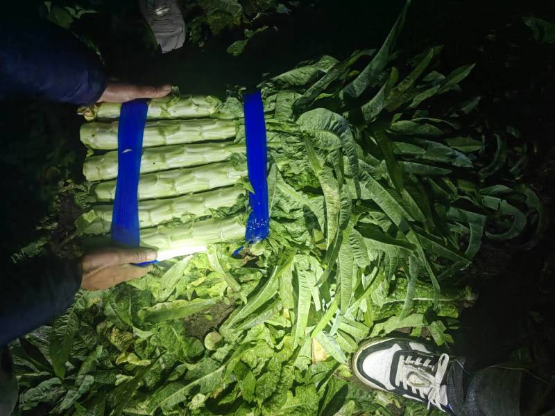 精品莴笋需要的联系
